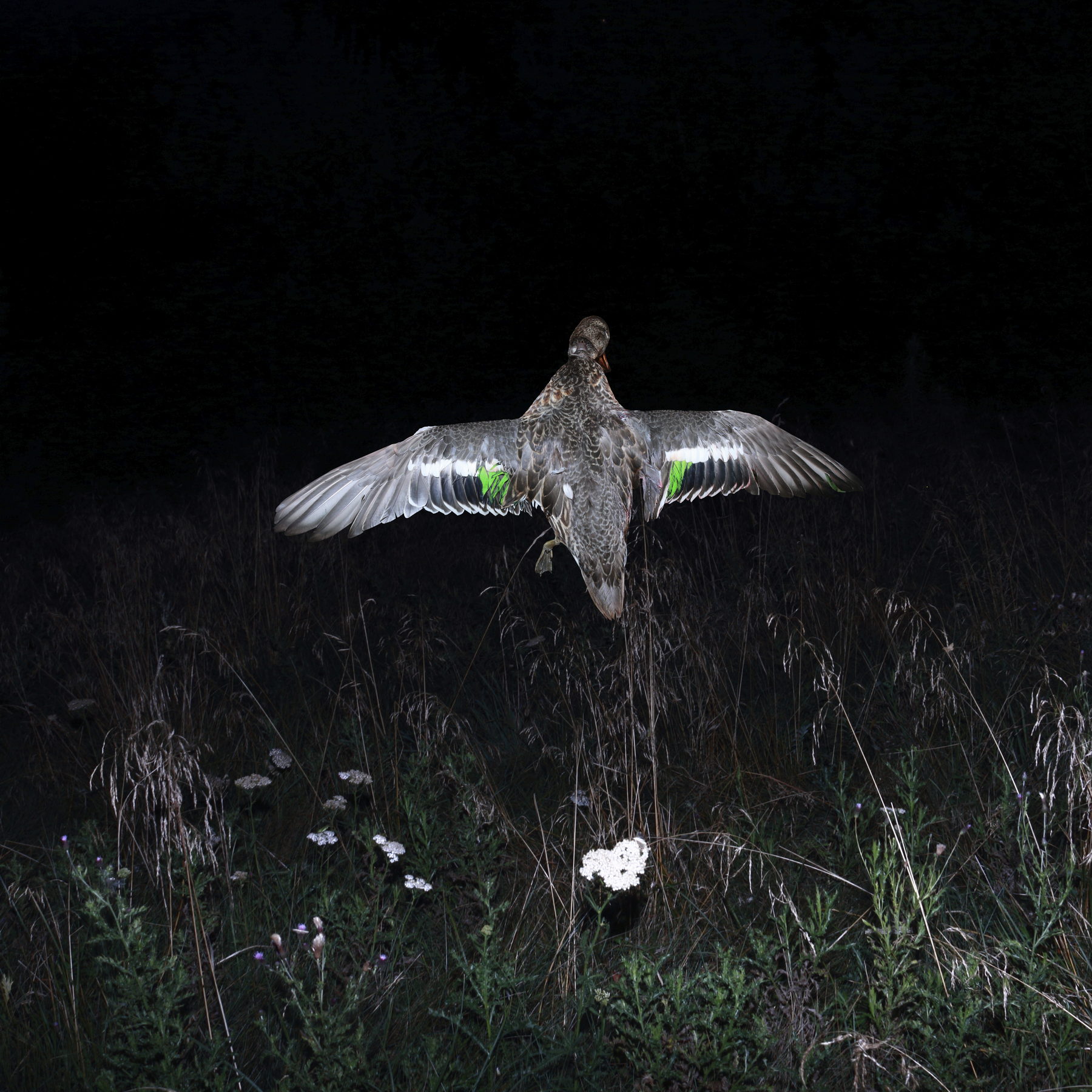 Elena Subach, Comission for UKHO